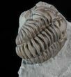 Flexicalymene Trilobite In Shale - Ohio #52672-3